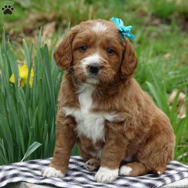 Summer Breeze, Mini Labradoodle Puppy